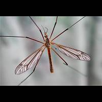 Tipula vernalis