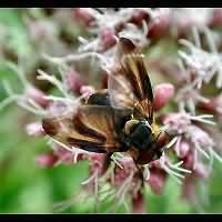 Picture of Phasia hemiptera