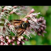 Picture of Phasia hemiptera