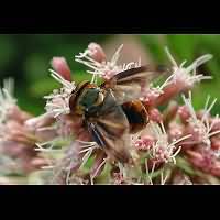 Photograph of Phasia hemiptera