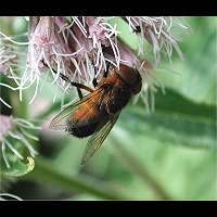 Afbeelding van Phasia hemiptera