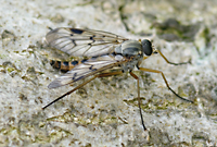 photo of Common Down-looking Fly, Rhagio scolopaceus