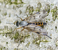 photo of Common Down-looking Fly, Rhagio scolopaceus