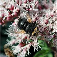 photograph of Tachina grossa