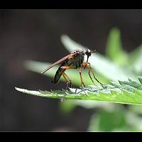 Photograph of Empis opaca