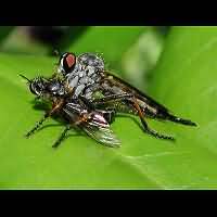 picture of Common Awl Robberfly