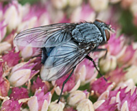 picture of Bluebottle, Calliphora vicina