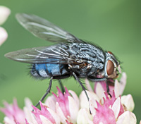 picture of Bluebottle, Calliphora vicina