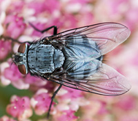 picture of Bluebottle, Calliphora vicina