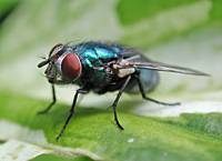 picture of Greenbottle, Lucilia sp.