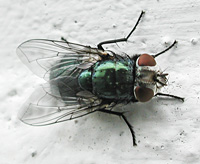 picture of Greenbottle, Lucilia sp.