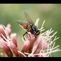 Photograph Musca autumnalis