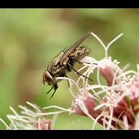 Flesh Fly