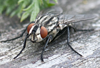 picture of Grey Fleshfly, Sarcophaga sp.