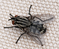 picture of Grey Fleshfly, Sarcophaga sp.