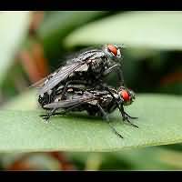 picture of Grey Fleshfly, Sarcophaga sp.