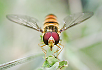 picture Episyrphus balteatus