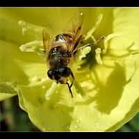 Eristalis tenax