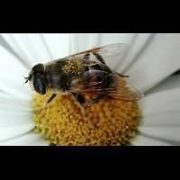 Eristalis tenax