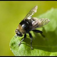 Great Bulb Fly