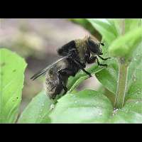 Great Bulb Fly