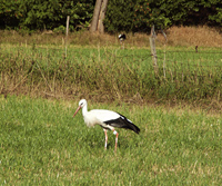 photograph of ciconia ciconia