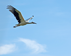 foto van ciconia ciconia in vlucht