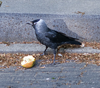 photo3 of Jackdaw, Corvus Monedula