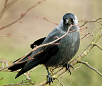 photo2 of Jackdaw, Corvus Monedula