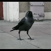 photo5 of Jackdaw, Corvus Monedula