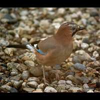 Garrulus glandarius