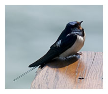 foto van boerenzwaluw, Hirundo Rustica