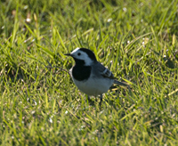 photo of White Wagtail, Motacilla Alba