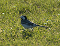 foto van Witte Kwikstaart, Motacilla Alba