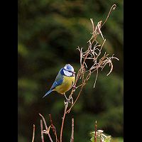 Cyanistes caeruleus