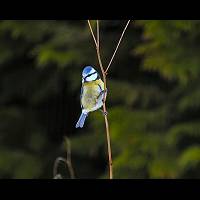 photo of Cyanistes caeruleus