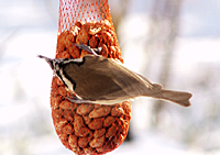 Crested Titmouse