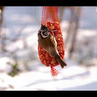 Lophophanes cristatus