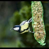 Parus major