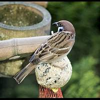 Tree Sparrow