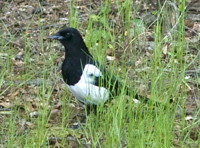 Magpie