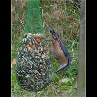 Nuthatch