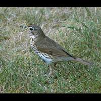 turdus_philomelos