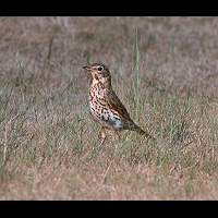 Song Thrush