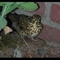 Song Thrush