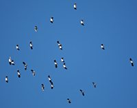 photo of Northern Lapwing (Vanellus vanellus)