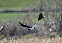 photo of Northern Lapwing (Vanellus vanellus)