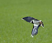 photo of Northern Lapwing (Vanellus vanellus)