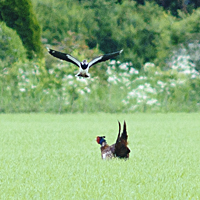 photo of Northern Lapwing (Vanellus vanellus)