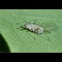 Photograph of an unidentified Aphid